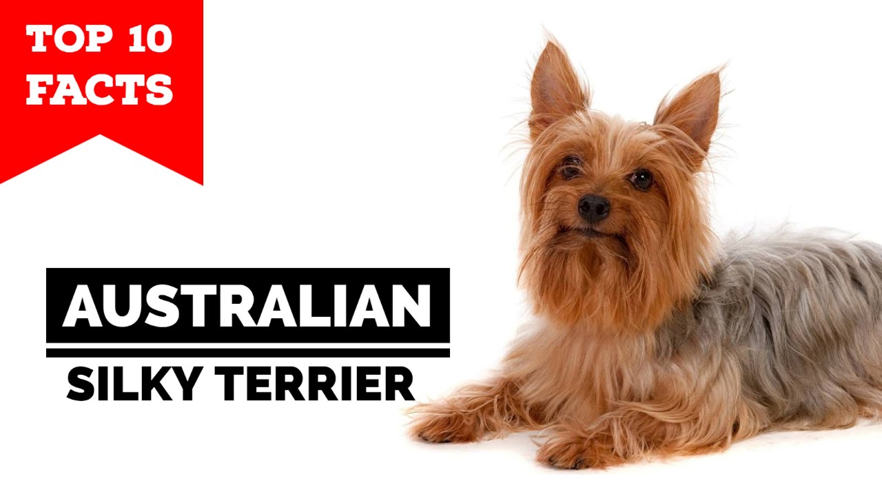 Australian Silky Terrier - Top 10 Facts
