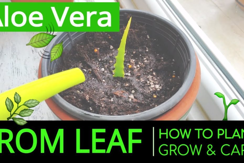 How to Plant & Grow Aloe Vera at Home from Leaf? Planting & Caring Aloe Vera in a Pot