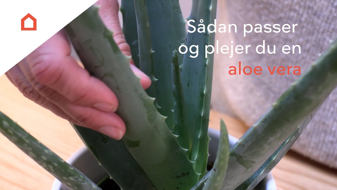 Aloe vera: Guide til pasning og pleje