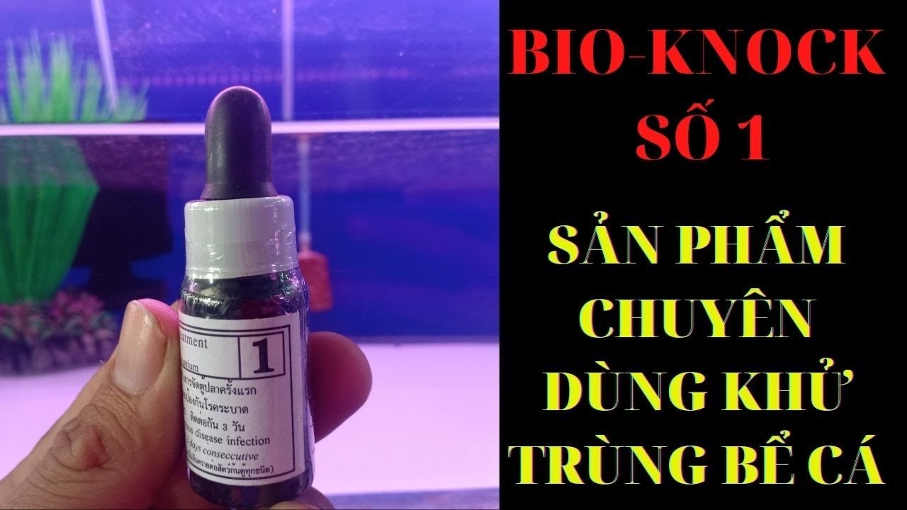 Bio knock số 1 dược phẩm không thể thiếu khi nuôi cá cảnh_Huấn_sinh_vật_cảnh #shorts Bio knock số 1 dược phẩm không thể thiếu khi nuôi cá cảnh_Huấn_sinh_vật_cảnh #shorts