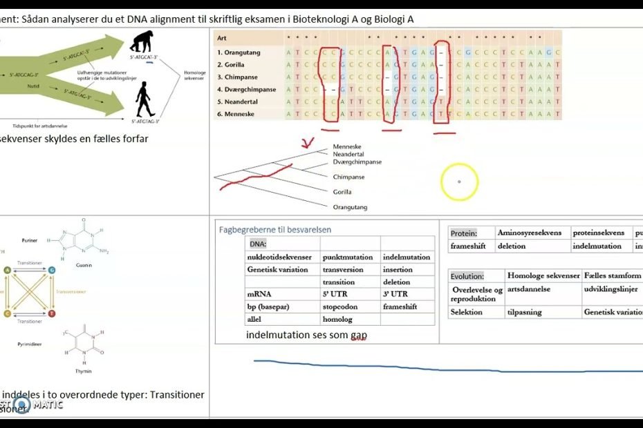 DNA alignment: Sådan analyserer du et DNA alignment til skriftlig eksamen i Bioteknologi A/Biologi A