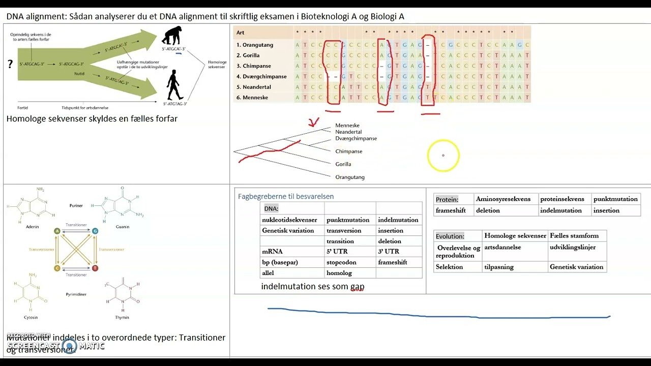DNA alignment: Sådan analyserer du et DNA alignment til skriftlig eksamen i Bioteknologi A/Biologi A DNA alignment: Sådan analyserer du et DNA alignment til skriftlig eksamen i Bioteknologi A/Biologi A