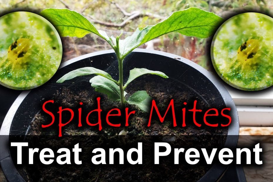 Spider Mites - 4 Ways To Naturally Get Rid Of Them