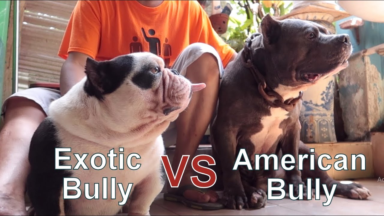 Differences Between American Bully & Exotic Bully / NhamTuatTV - Dog in Vietnam