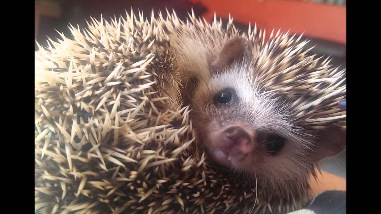 African Pygmy Hedgehogs For Sale