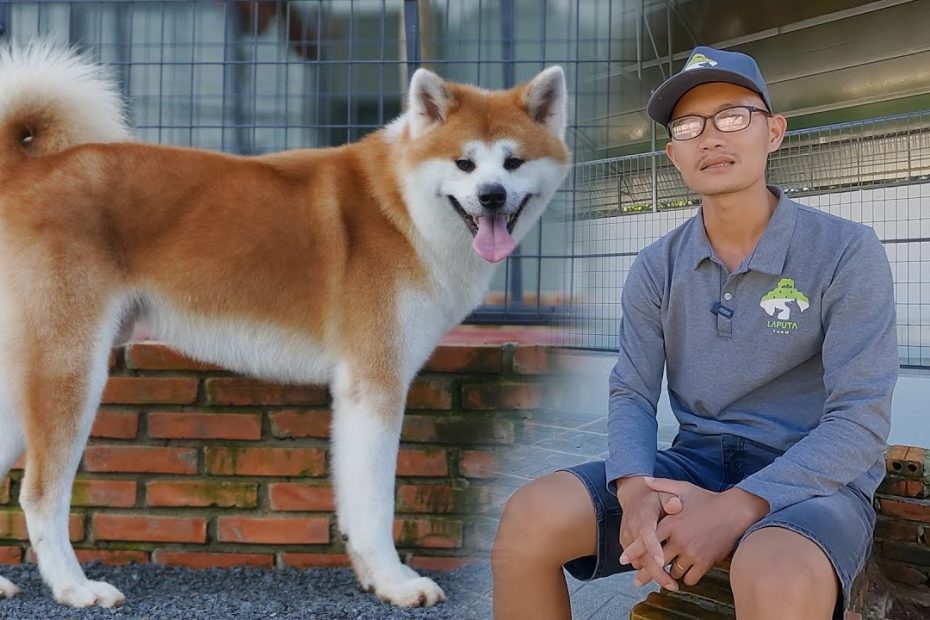 Akita Inu Giống Chó Tuyệt Đỉnh || Laputa Farm