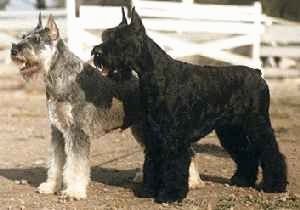A Black Giant Schnauzer And A Grey With White Giant Schnauzer Are Standing  In A Field Next To Each Other With Whi… | Giant Schnauzer, Schnauzer, Miniature  Schnauzer