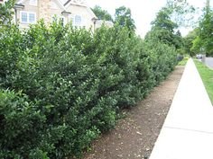 7 Holly Bushes Ideas | Holly Bush, Garden Landscaping, Front Yard  Landscaping