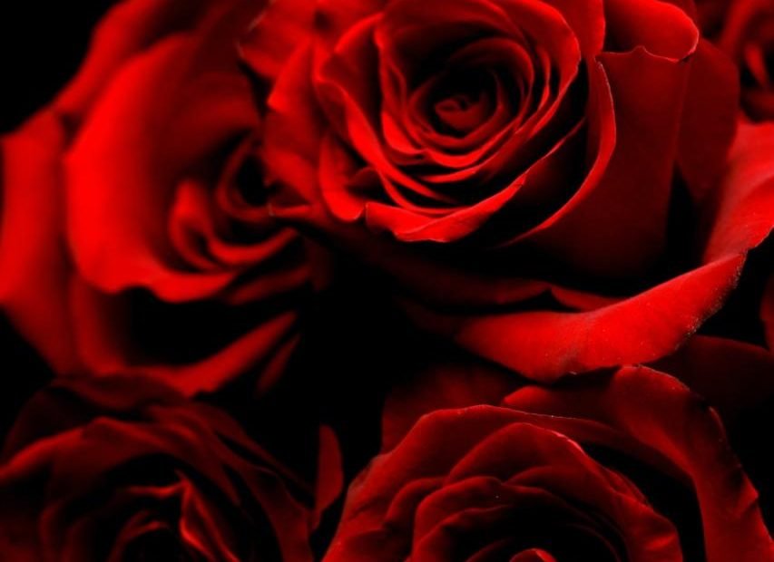 Más De 550 Imágenes De Rosas Rojas | Descargar Imágenes Gratis En Unsplash
