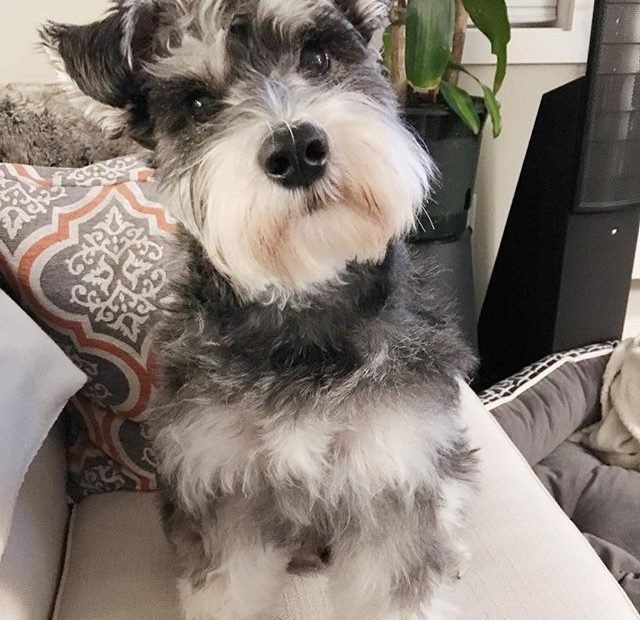 Gray And White Schnauzer | Schnauzer Puppy, Miniature Schnauzer Black,  Miniature Schnauzer Puppies