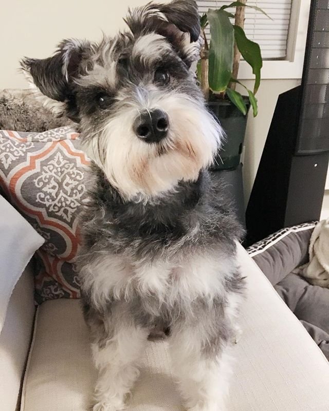 Gray and White Schnauzer | Schnauzer puppy, Miniature schnauzer black, Miniature schnauzer puppies Gray And White Schnauzer | Schnauzer Puppy, Miniature Schnauzer Black, Miniature Schnauzer Puppies