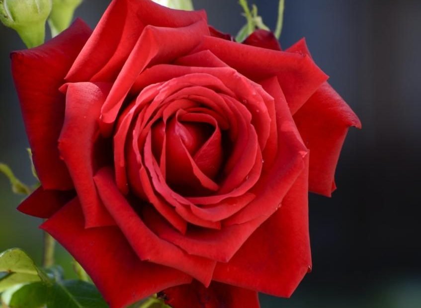 Más De 550 Imágenes De Rosas Rojas | Descargar Imágenes Gratis En Unsplash