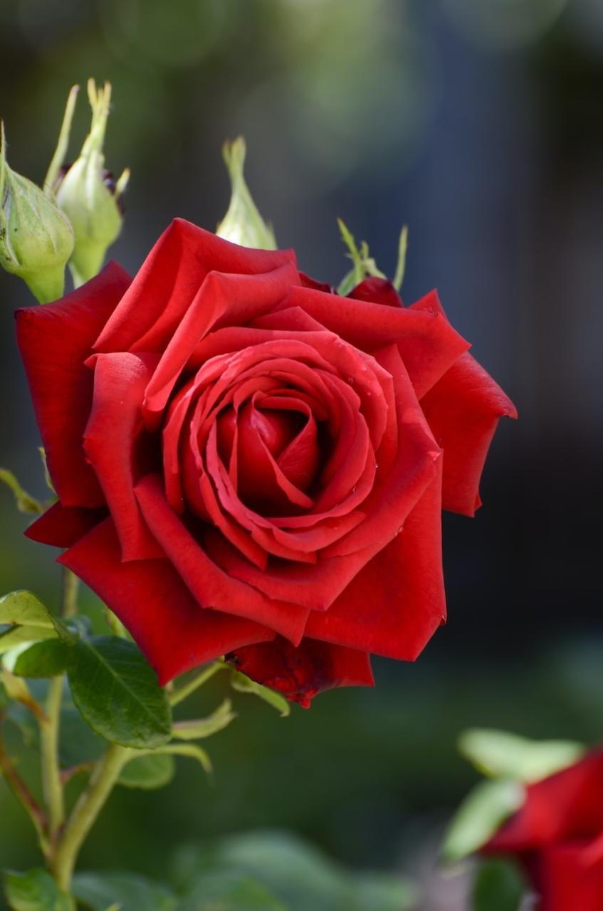 Más de 550 imágenes de rosas rojas | Descargar imágenes gratis en Unsplash Más De 550 Imágenes De Rosas Rojas | Descargar Imágenes Gratis En Unsplash
