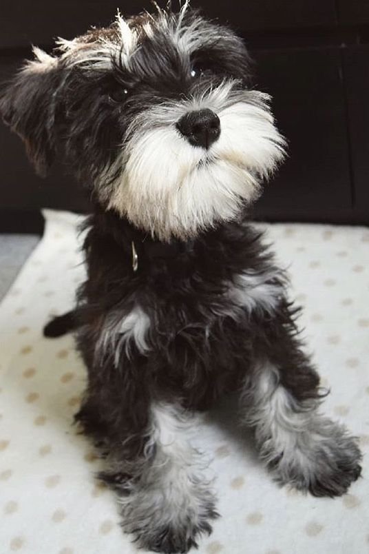 Black and white mini schnauzer puppy | Mini schnauzer puppies, Mini schnauzer, Schnauzer puppy Black And White Mini Schnauzer Puppy | Mini Schnauzer Puppies, Mini Schnauzer, Schnauzer Puppy