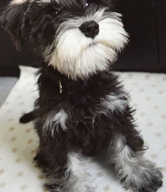 Black And White Mini Schnauzer Puppy | Mini Schnauzer Puppies, Mini  Schnauzer, Schnauzer Puppy
