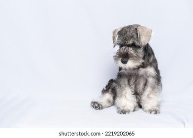 4,342 Grey Schnauzer Images, Stock Photos & Vectors | Shutterstock