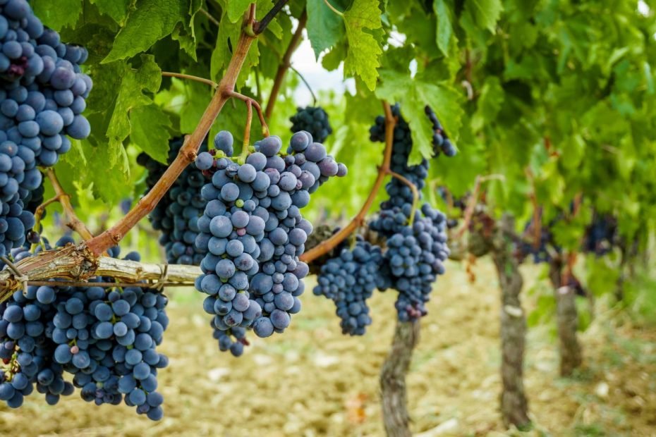 Grapevine Isn'T Fruiting – Why Are There No Grapes On Grapevine