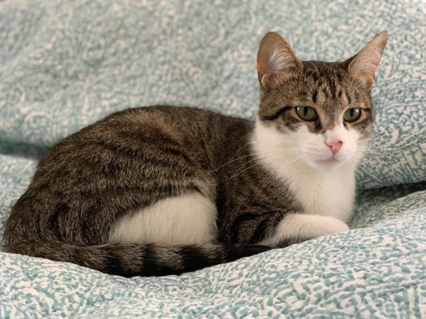 What color kittens would a grey tabby cat and an orange tabby cat have? - Quora What Color Kittens Would A Grey Tabby Cat And An Orange Tabby Cat Have? - Quora