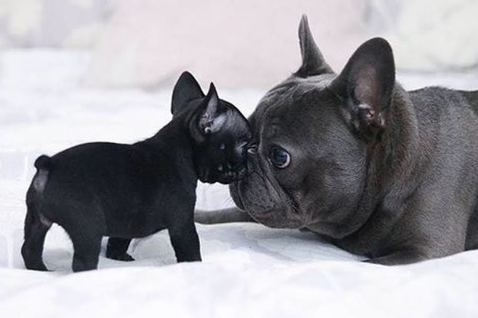 Funny And Cute French Bulldog Puppies Compilation #5 - Cutest French Bulldog  - Youtube