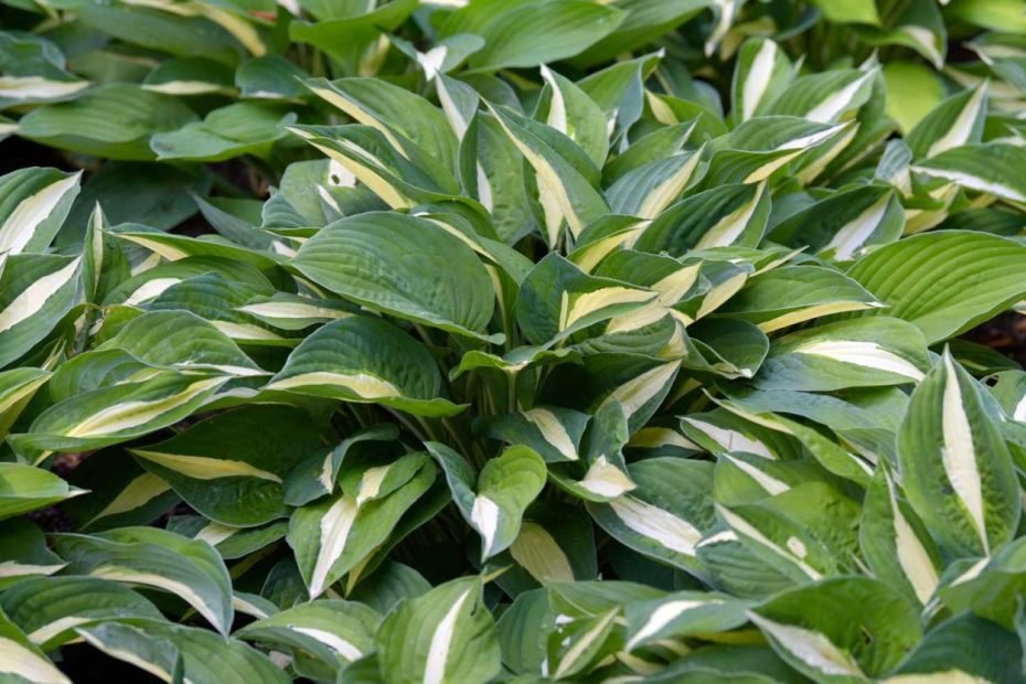 12 Outdoor Foliage Plants For Beauty Beyond Flowers