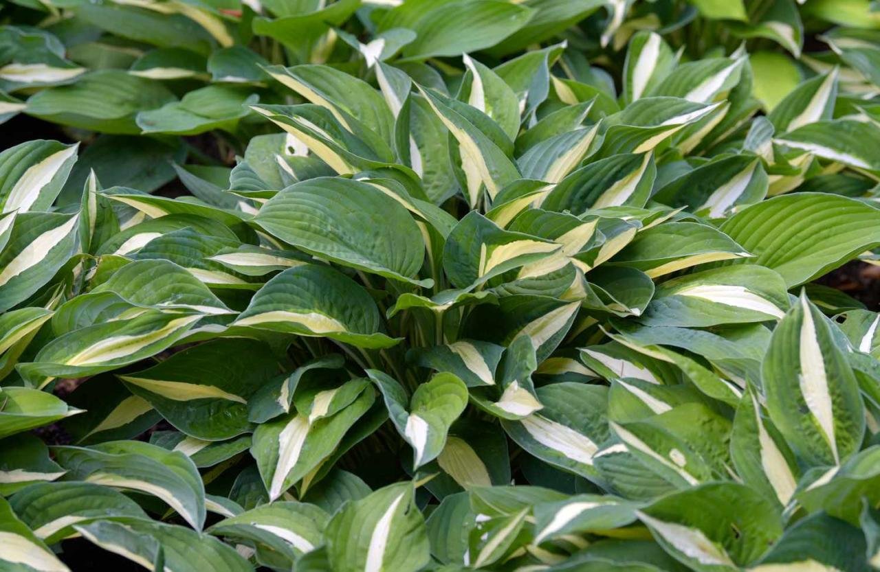 12 Outdoor Foliage Plants for Beauty Beyond Flowers 12 Outdoor Foliage Plants For Beauty Beyond Flowers