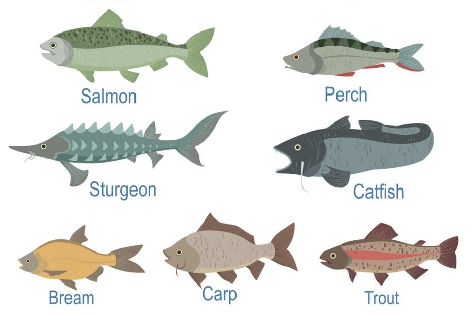 River Fish Identification Slate With Names Vector Image