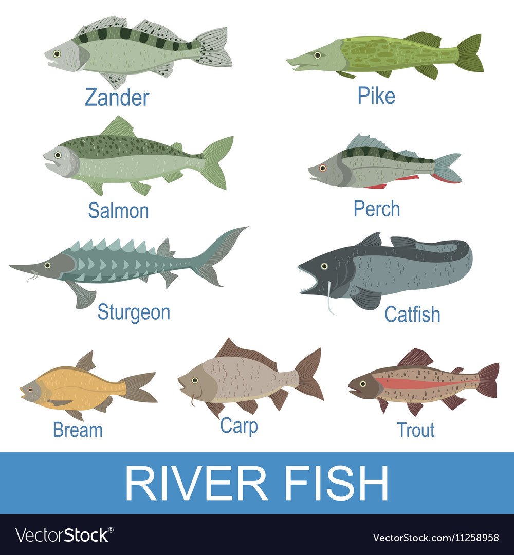 River fish identification slate with names Vector Image River Fish Identification Slate With Names Vector Image