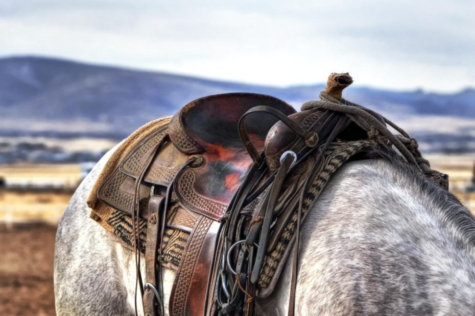 Brown And Black Leather Horse Saddle On White And Gray Animal · Free Stock  Photo
