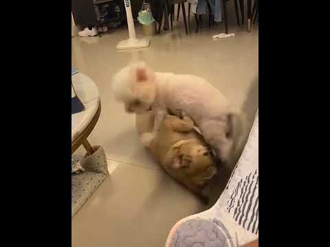 Why do dogs lick each other's private parts?