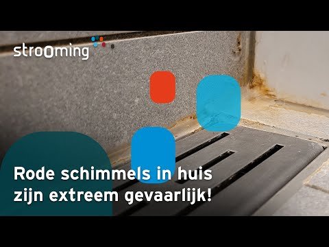 Rode Schimmels In Huis? Pas Op! Dit is Gevaarlijk!