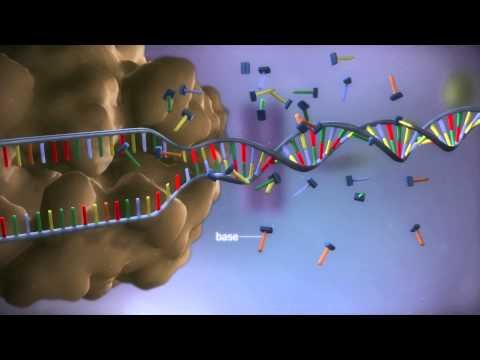 Van DNA naar eiwit - 3D