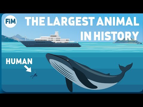 How Large Are Blue Whales Really? Size Comparison