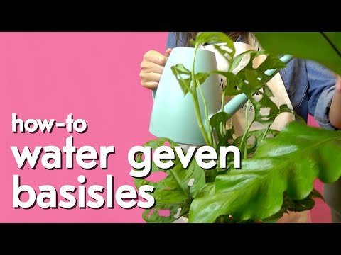 Hoeveel water heeft je plant eigenlijk nodig?